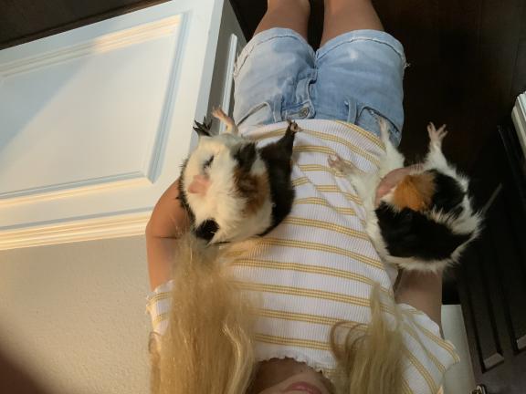 Guinea pigs for sale in Katy TX