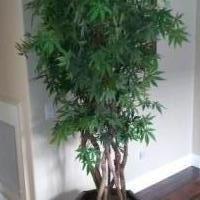 Artificial Japanese Maple for sale in Rocklin CA by Garage Sale Showcase member mbrumm, posted 11/02/2018
