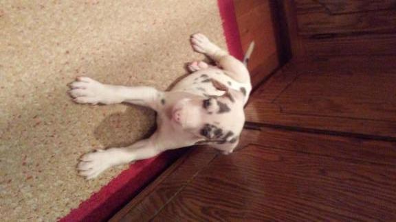 Great dane puppies for sale in Crawford County IL