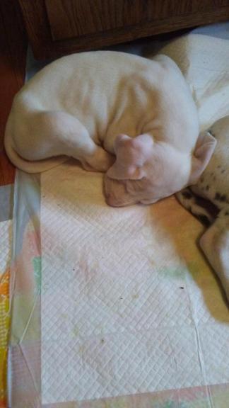 great dane puppies