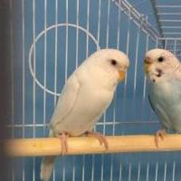 Parakeets with Cage for sale in Chaska MN by Garage Sale Showcase member pami1964, posted 10/07/2018