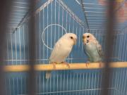 Parakeets with Cage for sale in Chaska MN