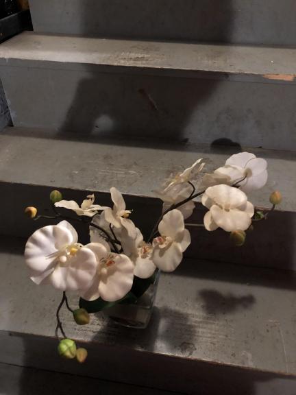 Orchid for sale in Newport TN