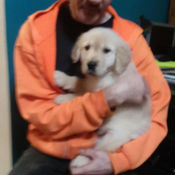 Golden Retriever  pups