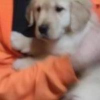 Golden Retriever pups for sale in Barker NY by Garage Sale Showcase member kkimwilson5@aol.com, posted 03/11/2019