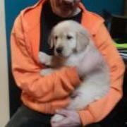 Golden Retriever  pups for sale in Barker NY