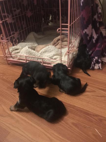 Yorkie pups 10 weeks for sale in Brandon MS