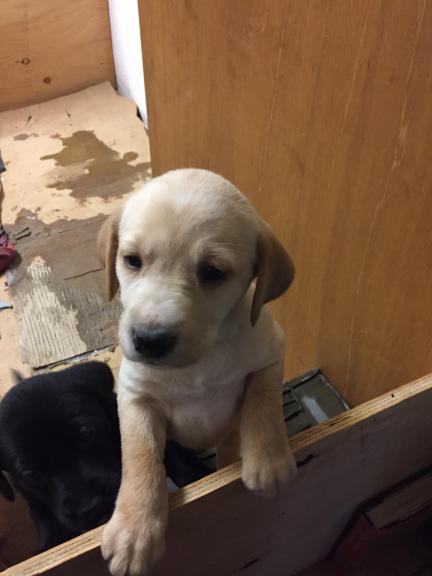 Lab puppies