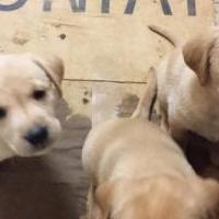 Lab puppies for sale in Thompson Falls MT by Garage Sale Showcase member Tuxedo1234, posted 11/23/2019