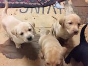 Lab puppies for sale in Thompson Falls MT
