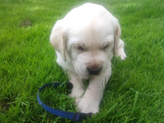 Akc puppies