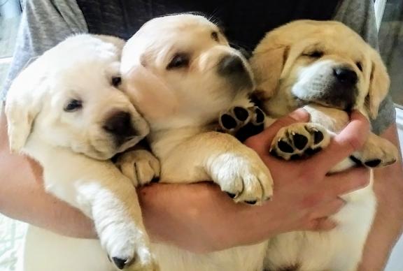 Akc puppies for sale in Bountiful UT