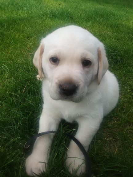 Akc puppies