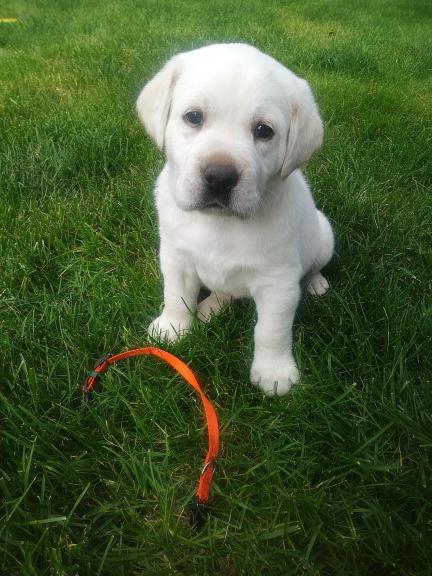 Akc puppies