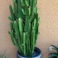 Cactus for sale in Rockledge FL by Garage Sale Showcase member Claudita, posted 05/18/2019