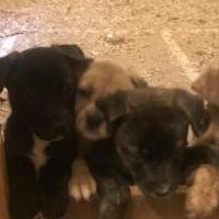 Puppies for sale in Burnett County WI by Garage Sale Showcase member RichardandMonica1$, posted 09/01/2019