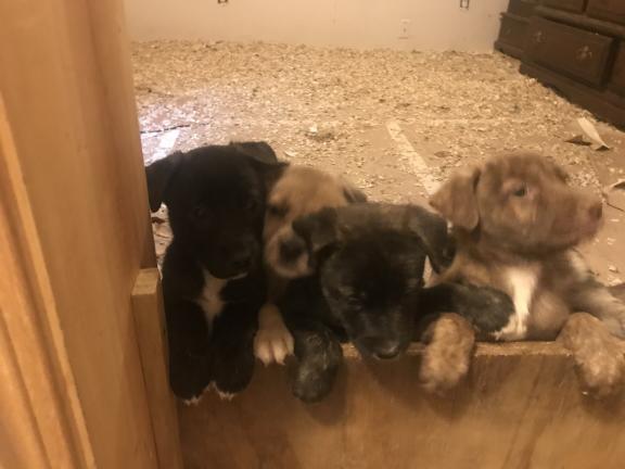 Puppies for sale in Burnett County WI