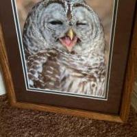 Winking Owl Photograph for sale in Naples FL by Garage Sale Showcase member CC111Nv20, posted 10/31/2019
