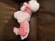 Pink poodle stuffed for sale in Corryton TN