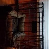 Dog cage for sale in Hyde Park VT by Garage Sale Showcase member broom1, posted 10/27/2019