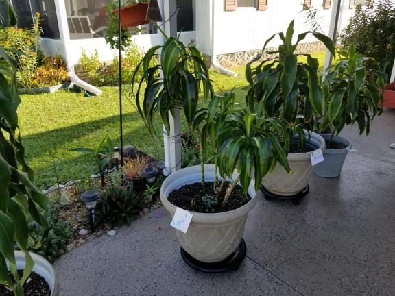Plants for sale in Fort Myers FL