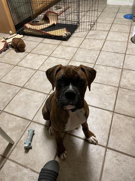 Boxer puppy