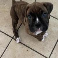 Boxer puppy for sale in Newport TN by Garage Sale Showcase member Pfmartin46, posted 10/27/2021