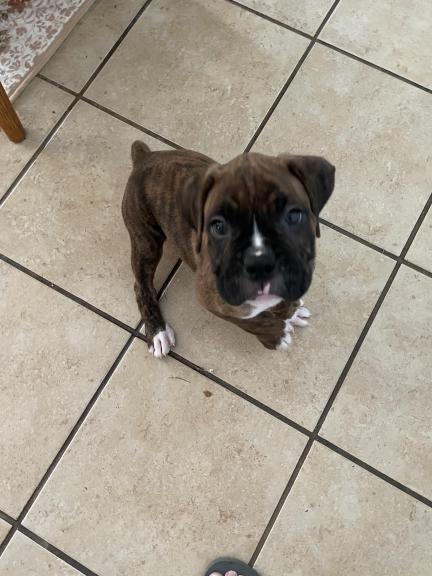 Boxer puppy for sale in Newport TN