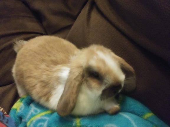 Bunnies! for sale in Warren PA