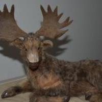 Ornamental Moose for sale in Newport TN by Garage Sale Showcase member sbarnes, posted 11/20/2019