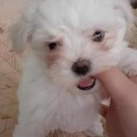 Maltese puppies for sale in Paris TX by Garage Sale Showcase member Lulucook, posted 10/12/2019