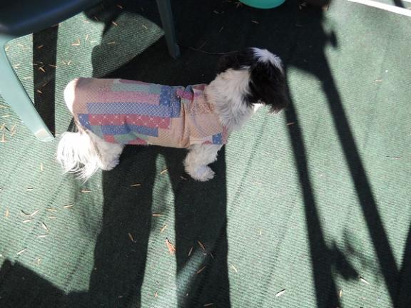 Pet's Anxiety Shirts for sale in Mead OK