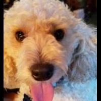 2 year old Poodle for sale in Effingham IL by Garage Sale Showcase member Genia60, posted 11/17/2019