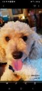 2 year old Poodle for sale in Effingham IL