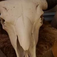 Buffalo skull for sale in Grant County WV by Garage Sale Showcase member Lisakay,71, posted 10/21/2019