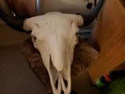 Buffalo skull for sale in Grant County WV
