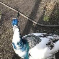 Male Peacock for sale in Greenville And Lone Oak TX by Garage Sale Showcase member Pecan Gap Sales, posted 12/09/2019