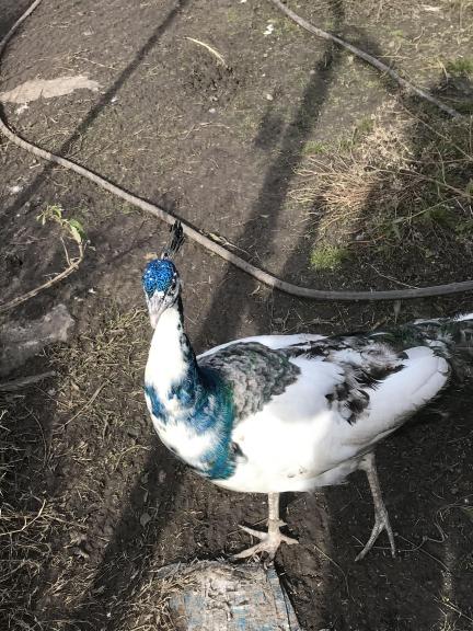 Male Peacock for sale in Greenville And Lone Oak TX