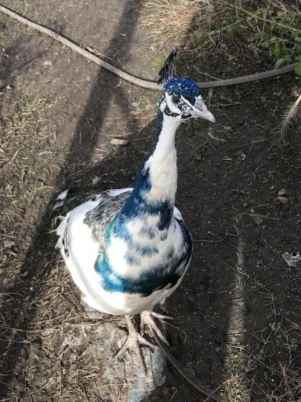 Male Peacock