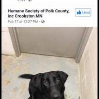 Lost Dog for sale in Polk County MN by Garage Sale Showcase member JudyHelpingDogs, posted 02/19/2020