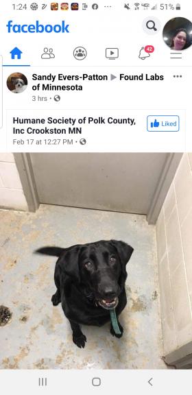Lost Dog for sale in Polk County MN