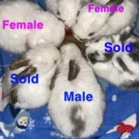 Holland Lops for sale in Durango IA by Garage Sale Showcase member Nikki's Holland Lops, posted 03/12/2020