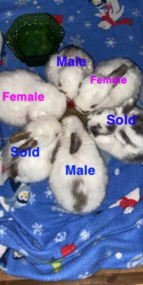 Holland Lops for sale in Durango IA