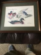 Ontario wood duck picture for sale in Cambria NY