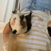 Guinea pigs for sale in Katy TX by Garage Sale Showcase member Bpeltier, posted 04/29/2020