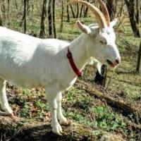 Thelma the Goat for sale in Harrodsburg KY by Garage Sale Showcase member gdodge, posted 03/28/2020