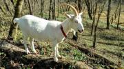 Thelma the Goat for sale in Harrodsburg KY