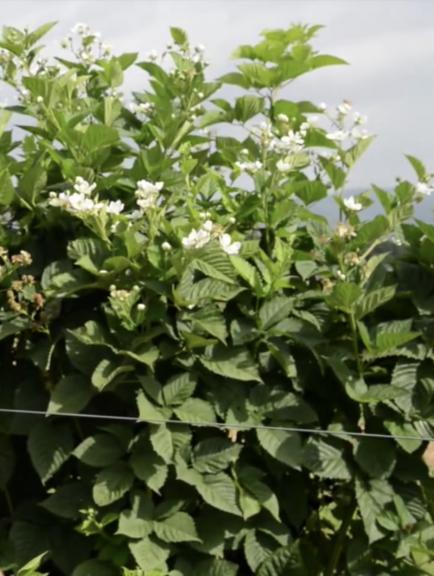 Very Special Thornless Freedom Blackberry Plant *Live and Rooted* First & Second season producer!