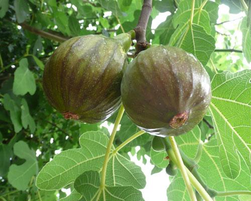 Award Winning Olympian Fig Tree *Live and Rooted* for sale in Angleton TX