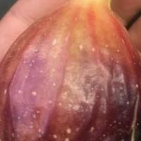 Rare GE Neri Italian Fig Tree w/ Huge Fruit! *Live and Rooted* for sale in Angleton TX by Garage Sale Showcase member Deep Earth Nursery, posted 04/28/2020